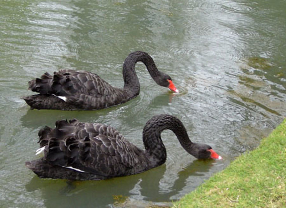 Cygnes noirs au Jardin botanique