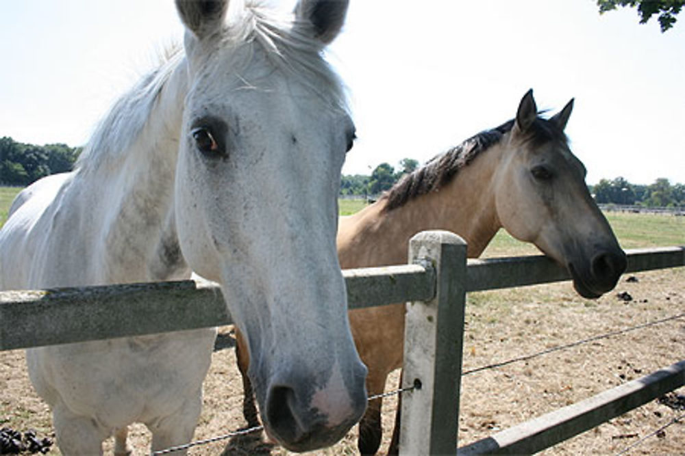 Chevaux du Haras de Jardy