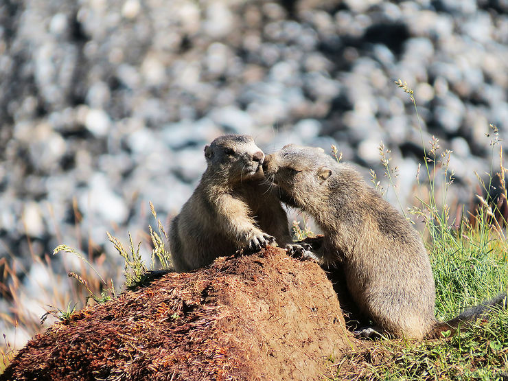 Sur les traces des marmottes à Courchevel (Savoie)