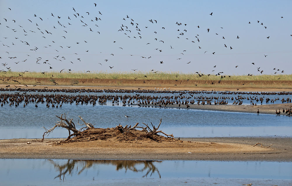 Parc National du Djoudj