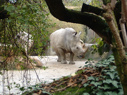 Les rhinocéros 