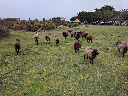 Moutons près du sémaphore