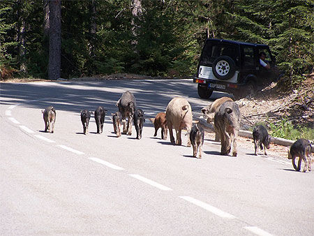 Les fameux cochons sur la route...