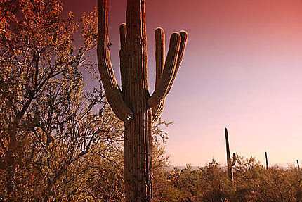 cactus de saguaro NP