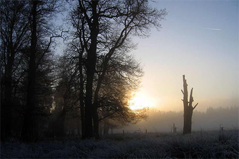 Brouillard dans l'Hertogenwald