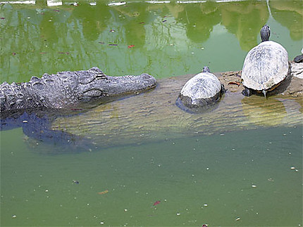 Alligator et tortues