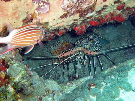 Langouste Langouste