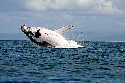 Baleine :Tail-slapping 