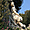Statue dans les jardins Garzoni