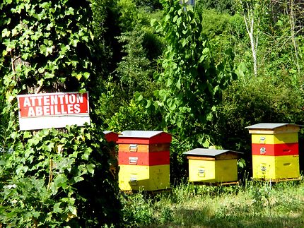 Les ruches du parc Frédéric PIC