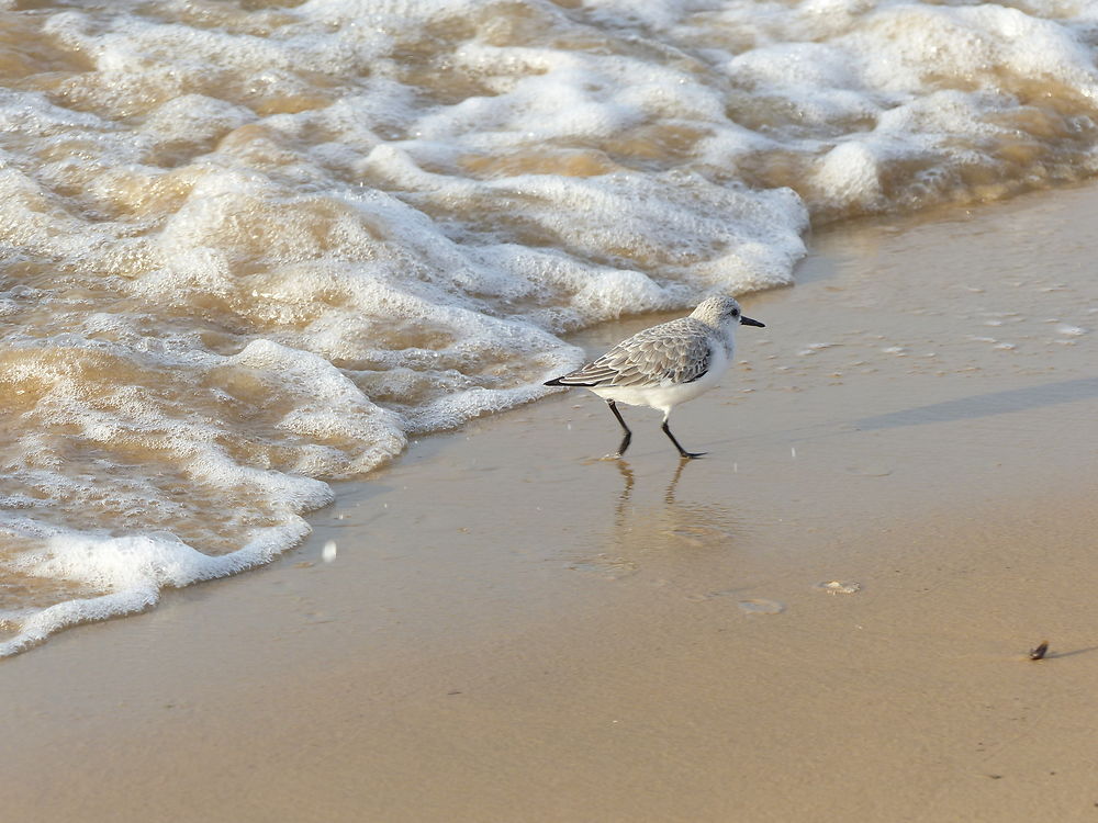 La vague et l'oiseau, banc d'Arguin