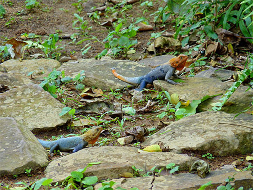 Deux lézards colorés