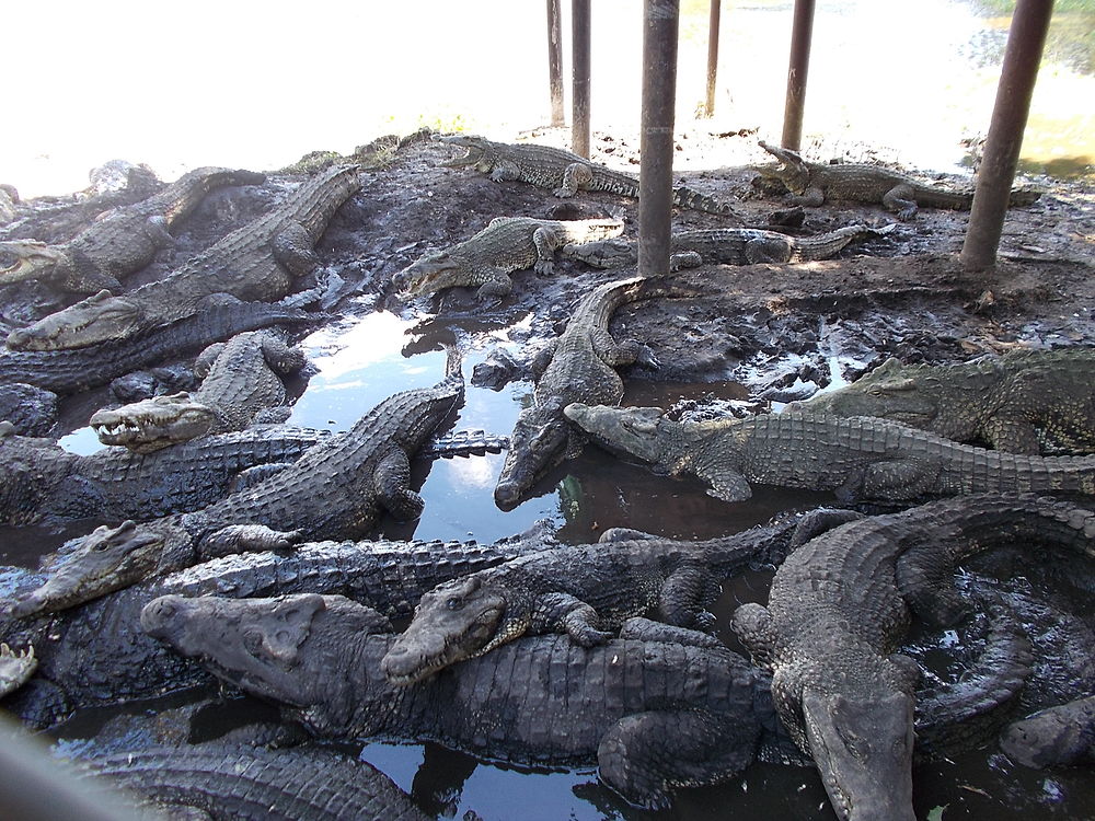 Ferme de crocodiles