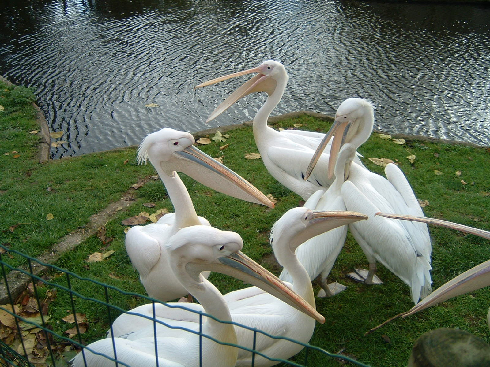 Les pélicans Les pélicans