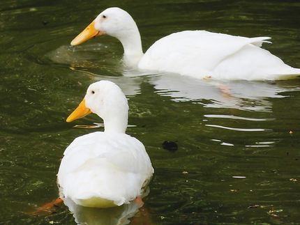 Les canards blancs des Buttes-Chaumont
