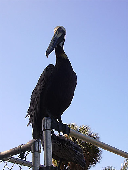 Pelican au seaquarium