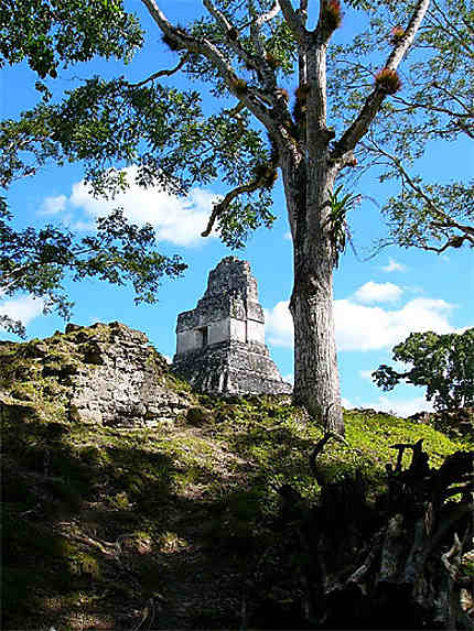 Pyramide et bel arbre à Tikal