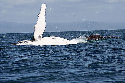 Baleine : Flippering