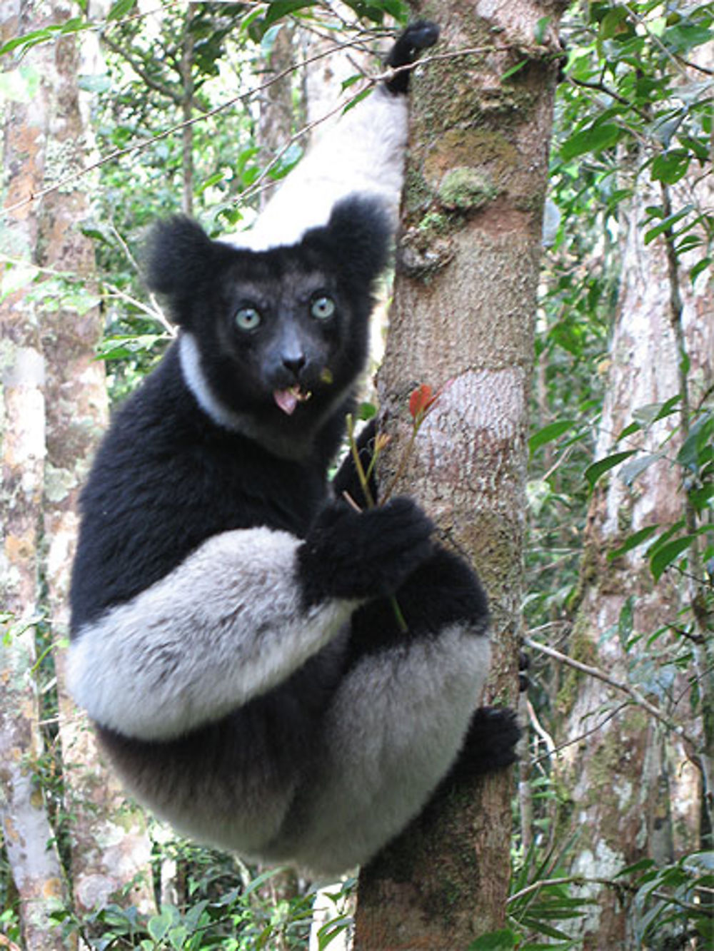 Indri Indri