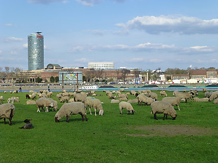Moutons rive gauche