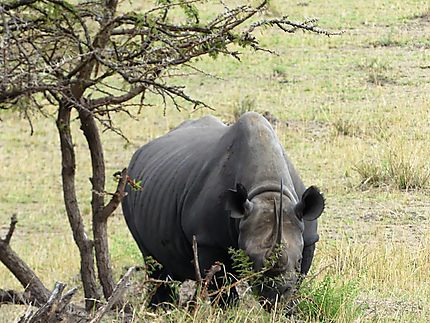 Rhinoceros le long de la rivière Mara