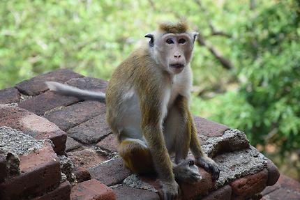 Macaque en pleine séance photo