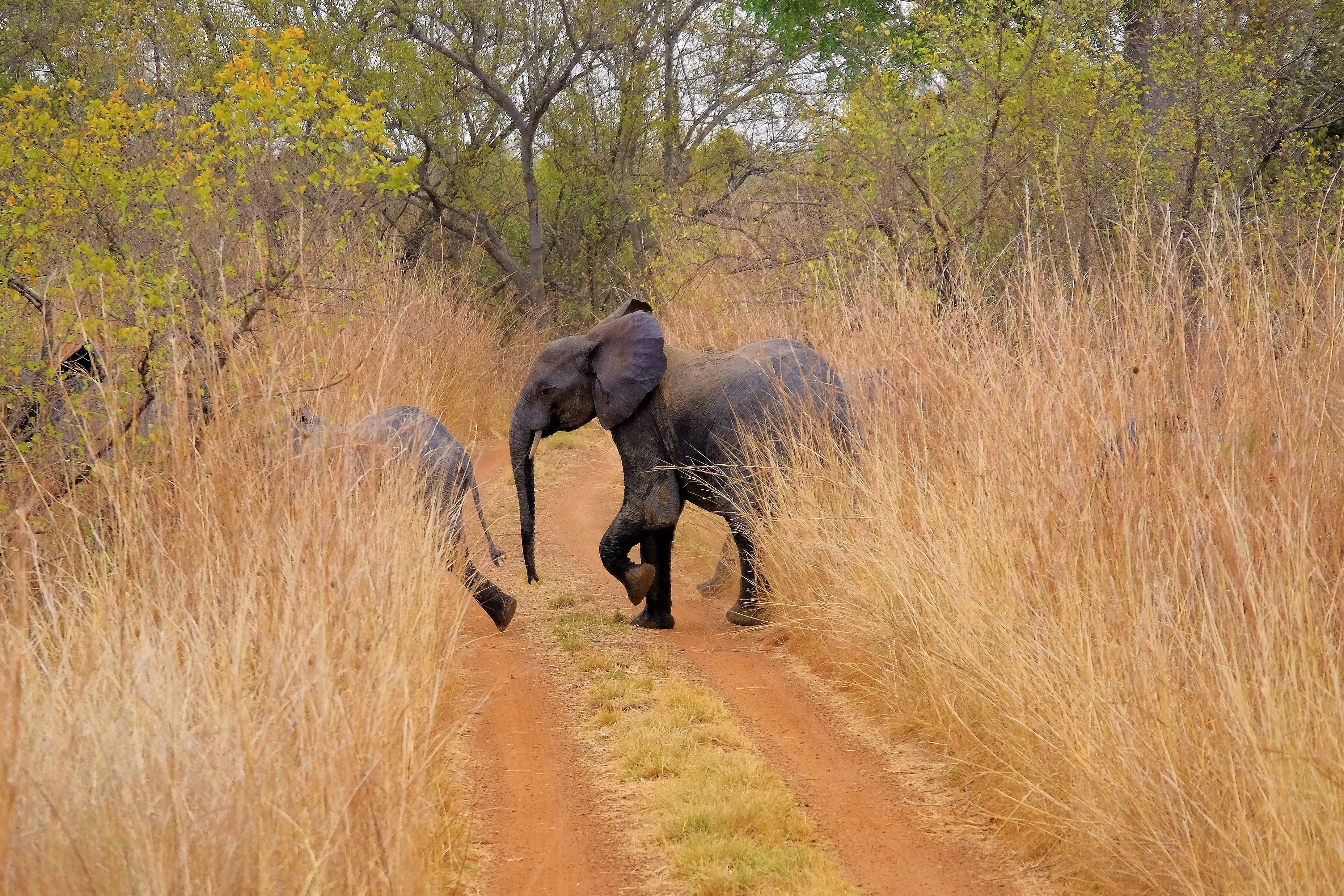 La patrouille des éléphants, parc de la Pendjari La patrouille des éléphants, parc de la Pendjari