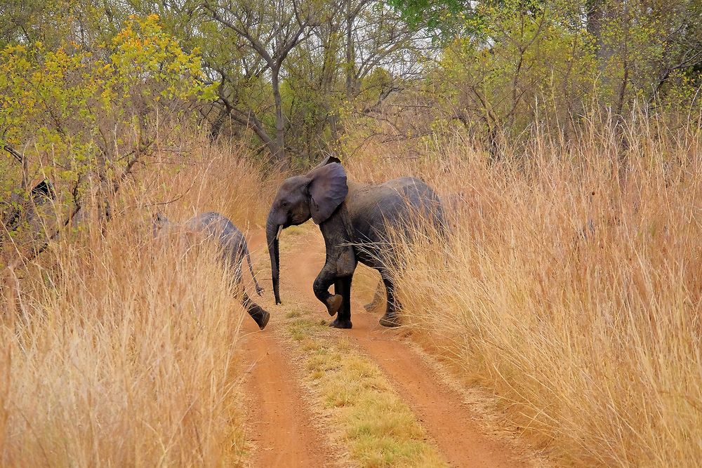 La patrouille des éléphants, parc de la Pendjari