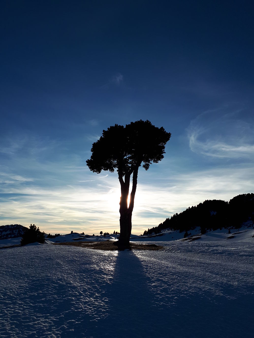 Arbre solitaire sur la plaine de le Queyrie 