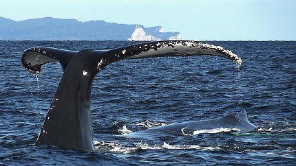 Baleine à Percé