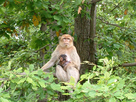 Singes sauvages de Kabylie Singes sauvages de Kabylie
