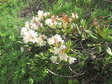 Rhododendron du Caucase
