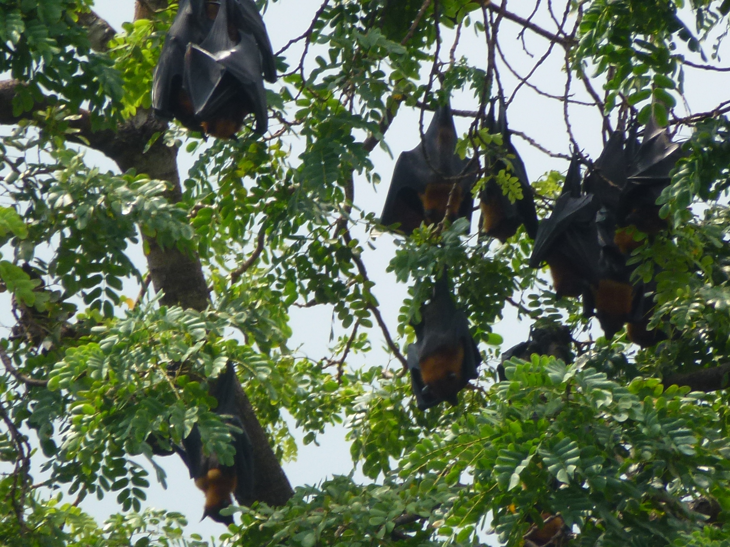 Arbre à Chauve- Souris Arbre à Chauve- Souris