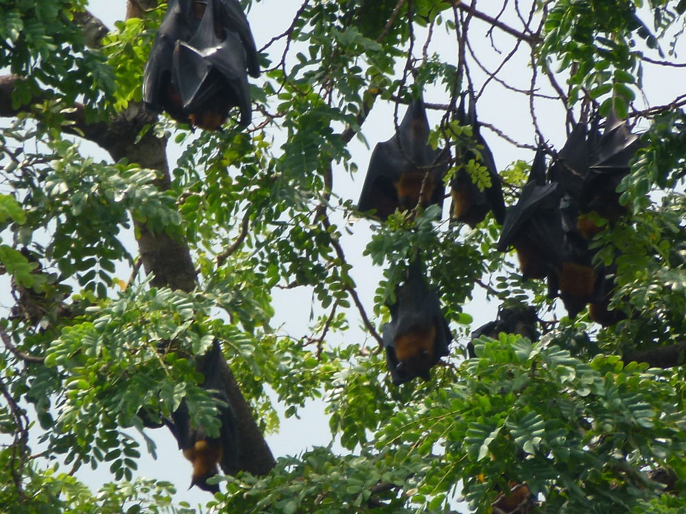 Arbre à Chauve- Souris