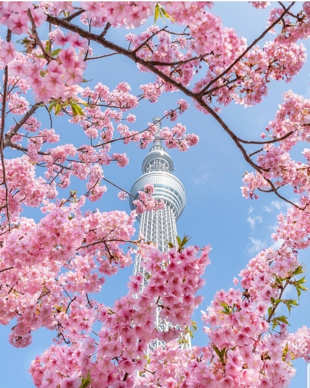 Le Tokyo Sky Tree vu du parc Sumida Le Tokyo Sky Tree vu du parc Sumida