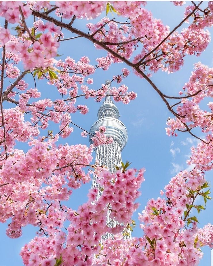 Cerisiers en fleurs du parc Sumida devant la Tokyo Skytree