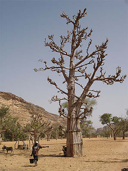 Baobab à Kani-Kombolé