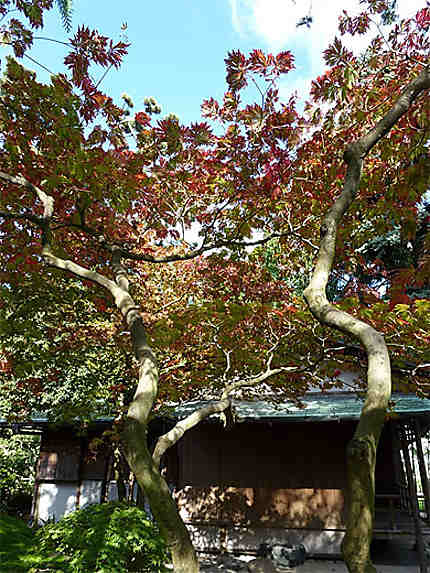 Village japonais en automne