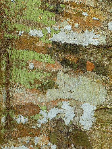 écorce d'un arbre du parc de Kakum écorce d'un arbre du parc de Kakum