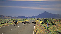 L'Australie du Sud, au plus pr&egrave;s de la faune australienne en libert&eacute;