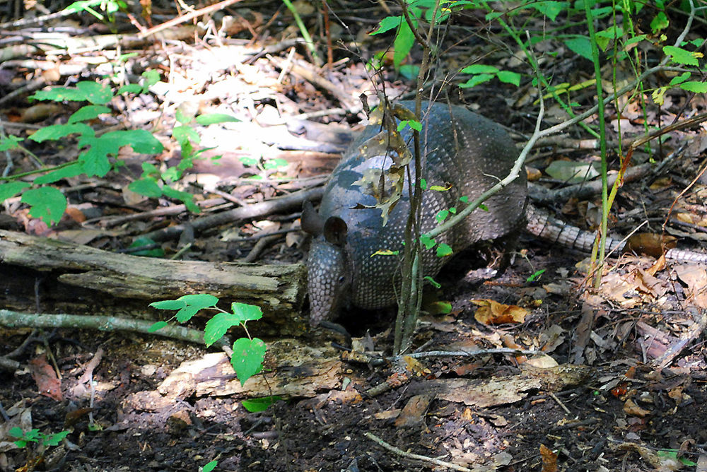 Une rencontre amusante