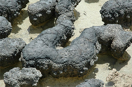 Colonie de stromatolithes Colonie de stromatolithes