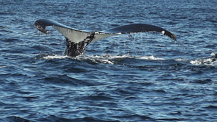 Baleine à Percé