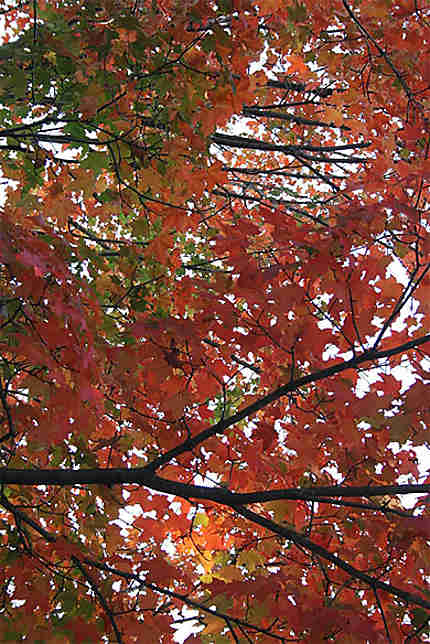 L'automne à Concord