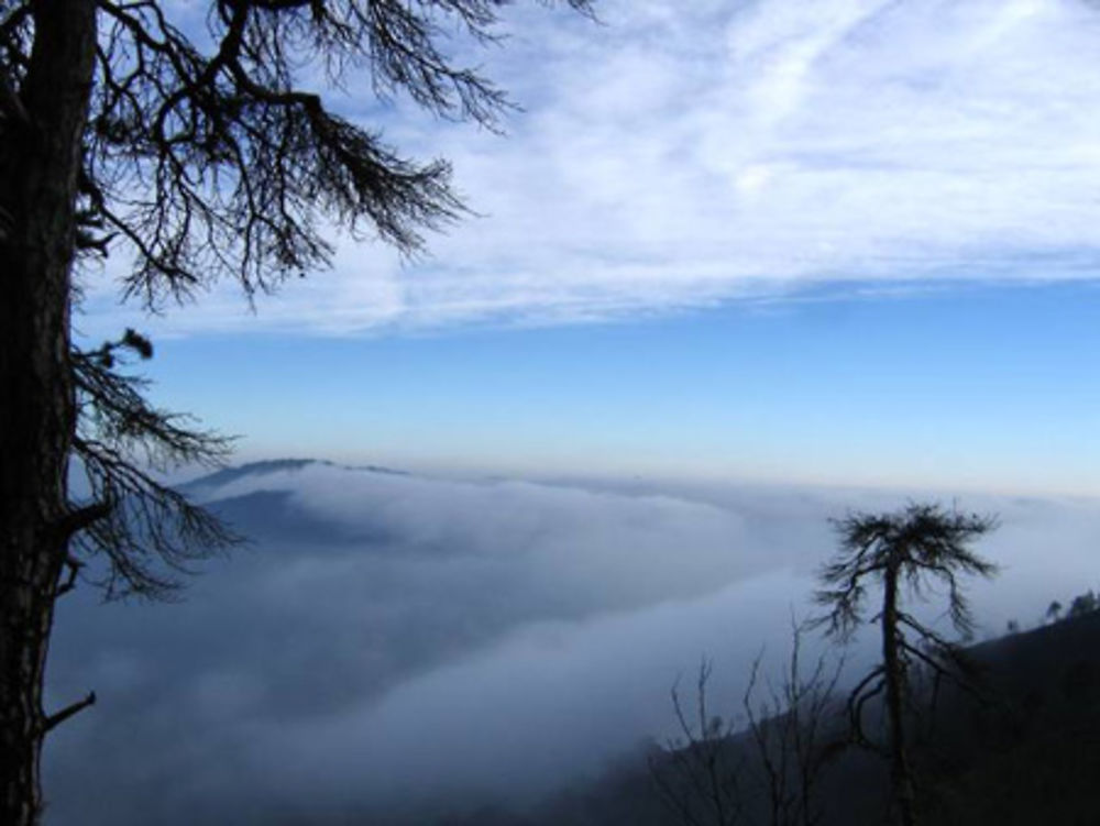 Sapin, montagnes et nuages