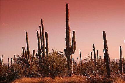 Cactus de saguaro NP