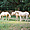 Trois chevaux à Williamsburg