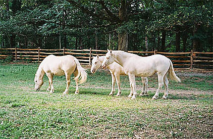 Trois chevaux à Williamsburg