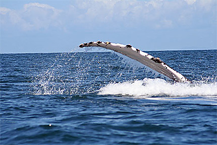 Baleine : Flippering 1