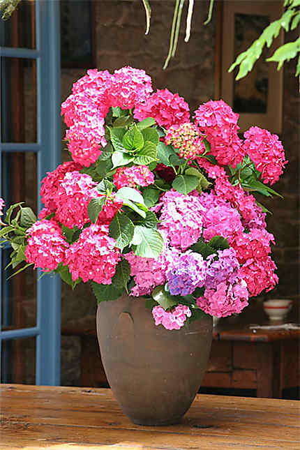 Dinan - Bouquet d'hortensias